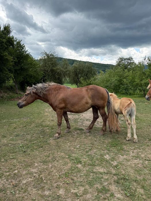 Vând iapă gestanta și doi mânzi