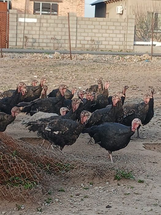 Яйца индюшек гибрид