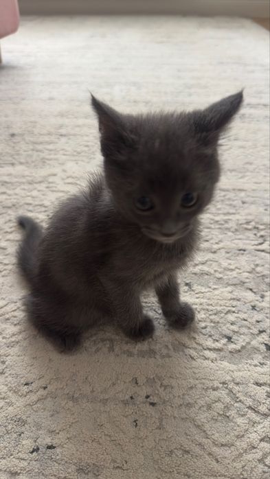 Котенок 1,5 месячный девочка