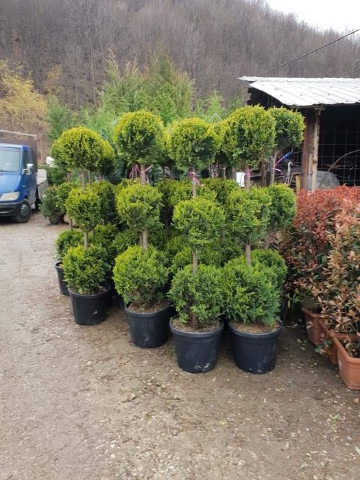Plante ornamentale pentru gradina