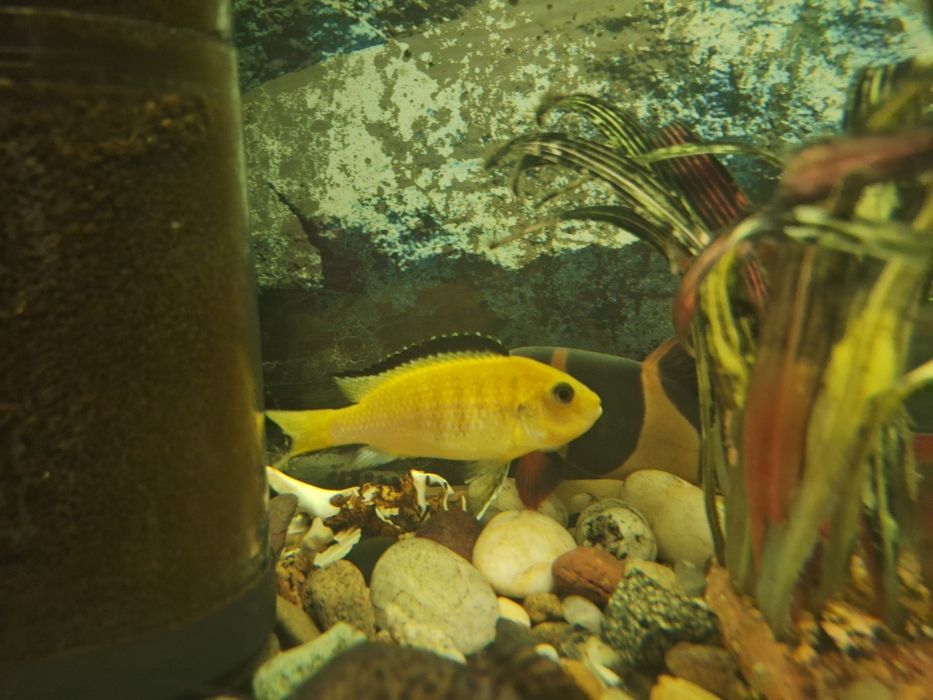 Боция клоун взрослый