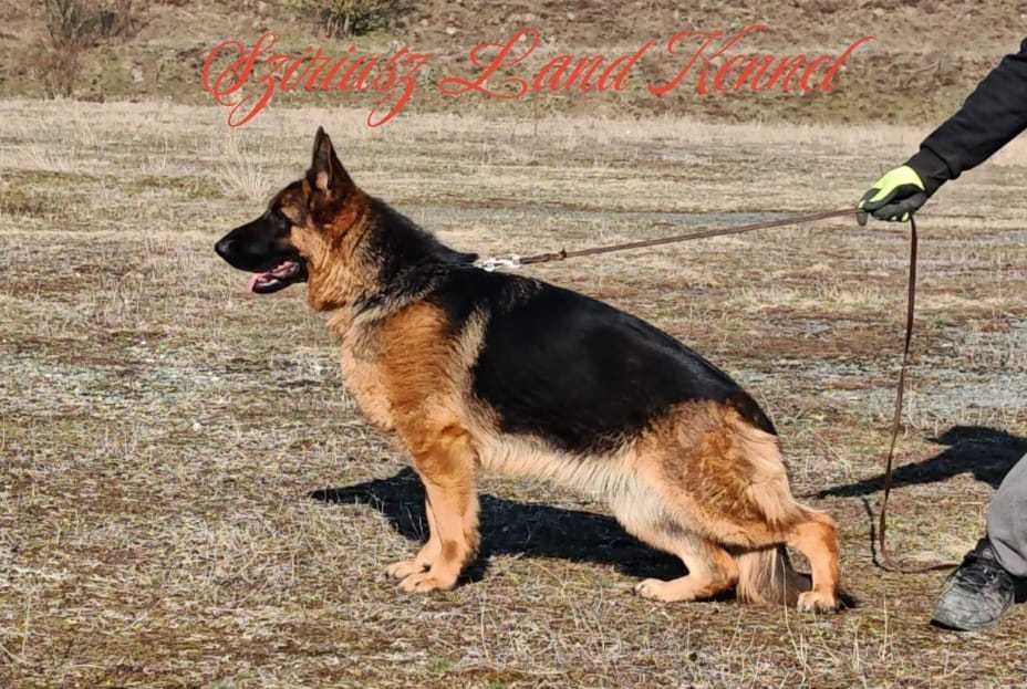 Ciobanesc German de la Canisa Autorizata