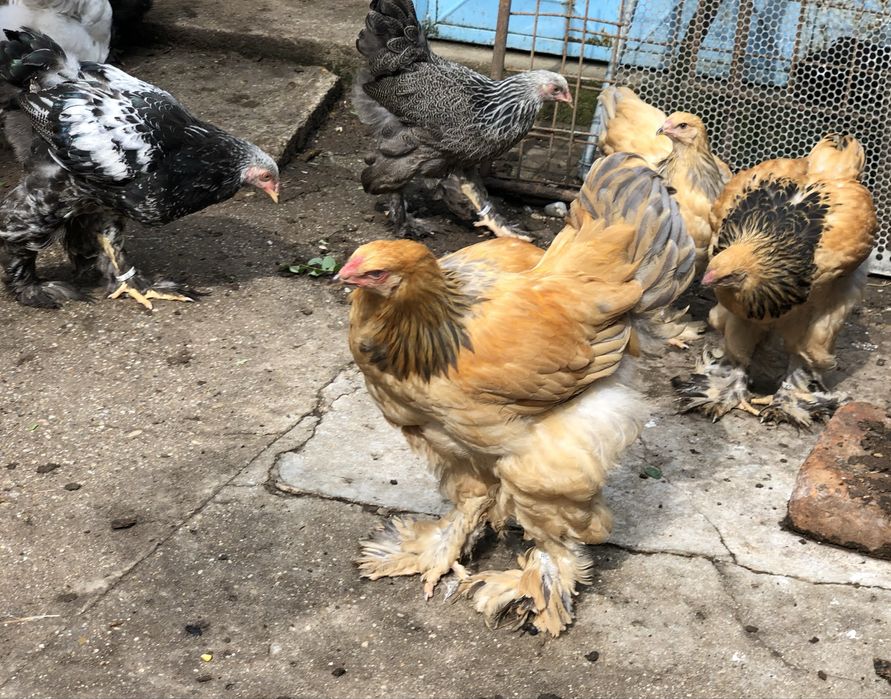 Gaini brahma columbia