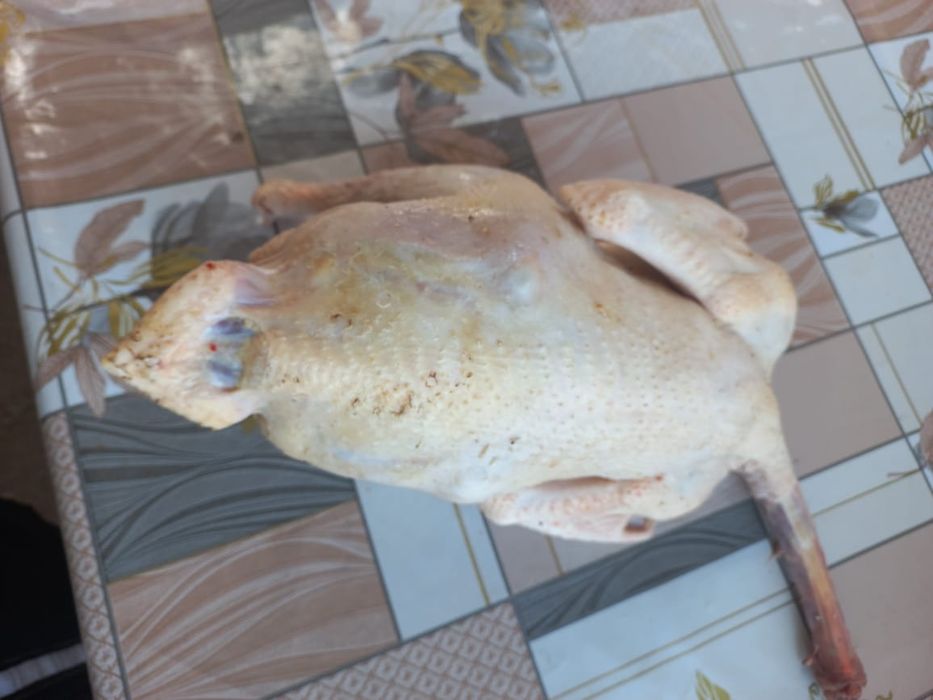 Мясо индейки домашние