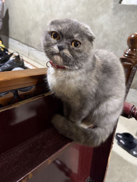 Отдам в добрые руки беременную кошку , шотландская вислоухая