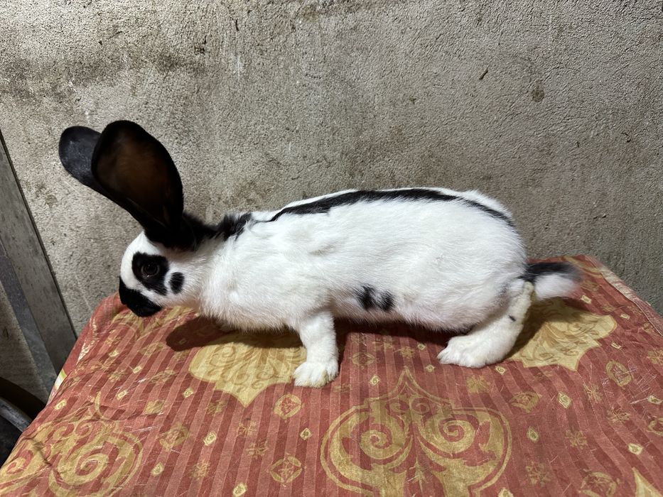 Iepuri fluture german