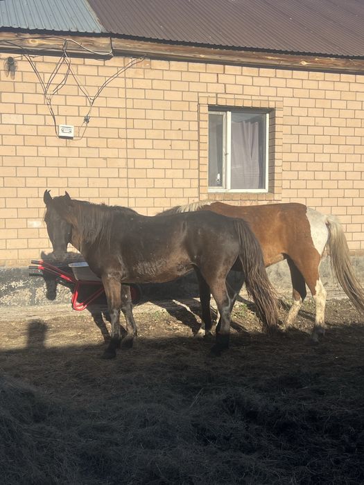 Семіз дөнежін байталдар