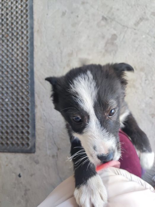 Добрая активная собачка ищет дом.