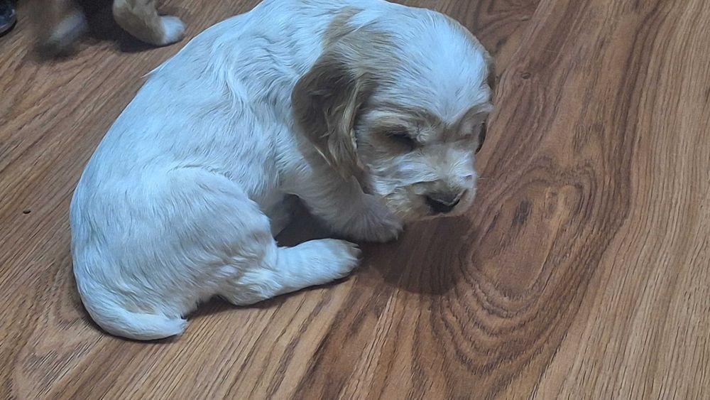 Продаются щенки спаниеля