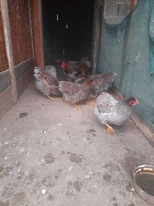 Găini wyanditte rosu-albastru de vinzare