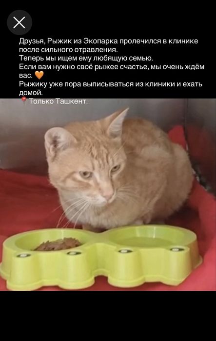 Рыжий котик ищет дом
