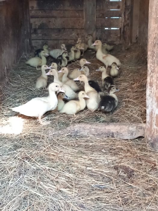 Boboci de rață mută leșești