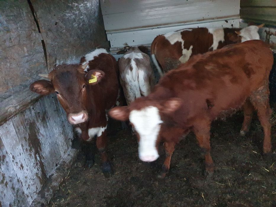 Vand taurasi si juninci