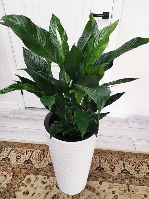 Цветы комнатные!!!  Есть доставка