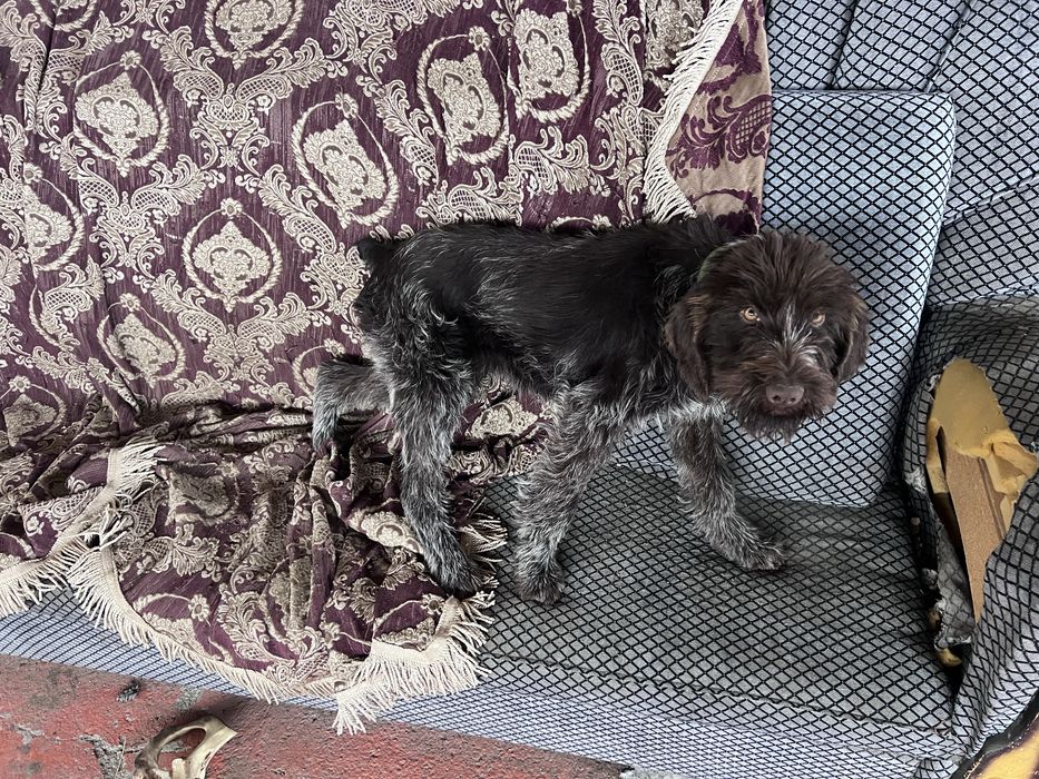 Щенок  Дратхаара