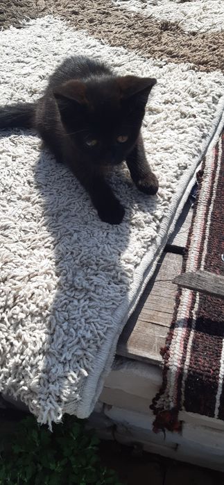 Отдам котёнка девочку .