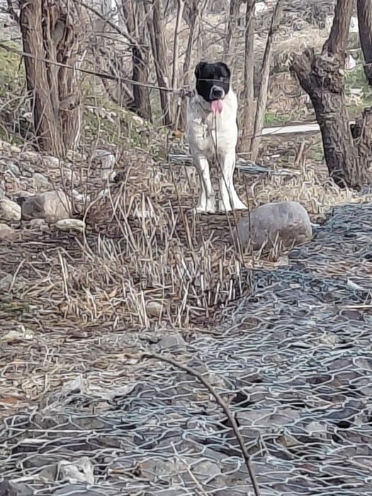 Продам алабай сука