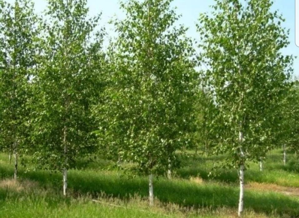 Mesteacăn alb/ tei/ platani/ stejar/ brazi/ leylandii/ tuia