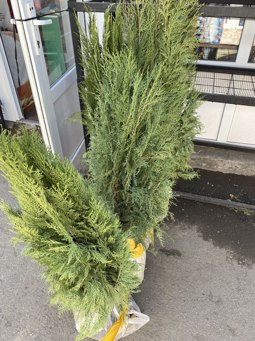 Яблони, саженцы