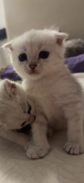 Породистые, умные, котята