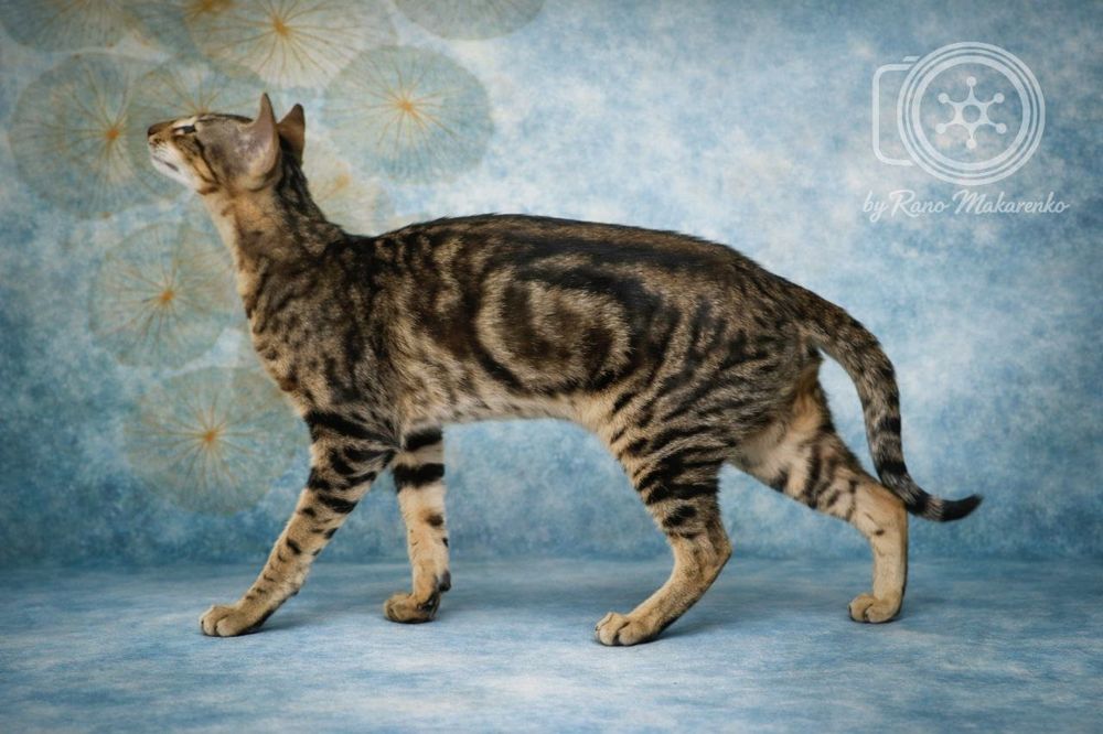 Кот ориентальной породы ждёт вас!