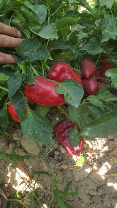Balgar, bulgori qalampiri