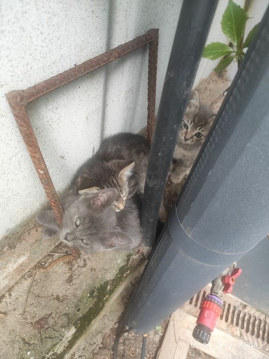Котята 3шт бесплатно