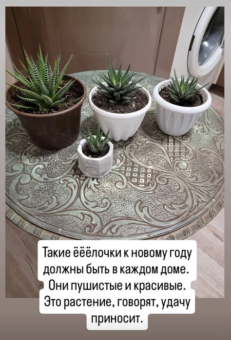 Продам цветы комнатные: звоните