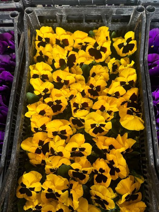 Optom yer tuvak gullari