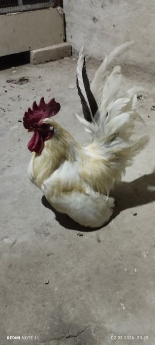 Shabo xo'rozchalar