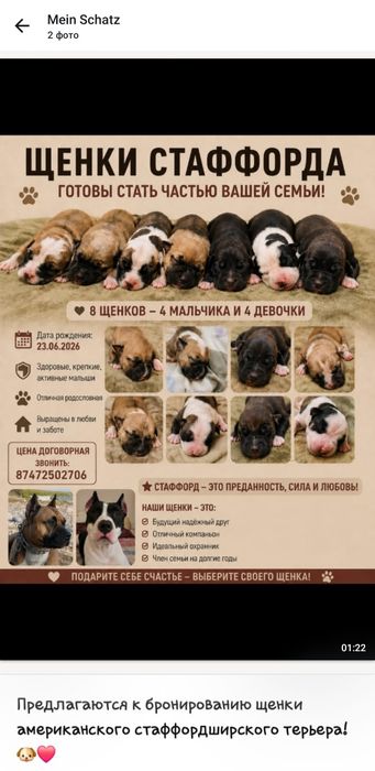 Щенки американский стаффард
