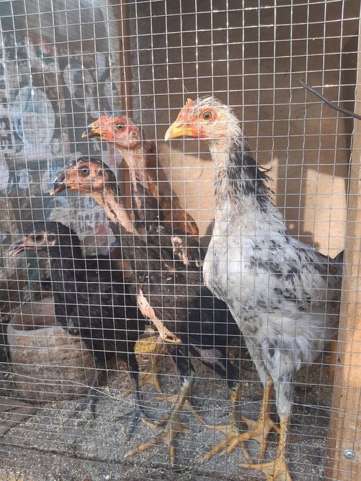 Пародистые курочки