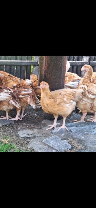 Vând puicute si cocoși din rasa Kabir carne si ouă