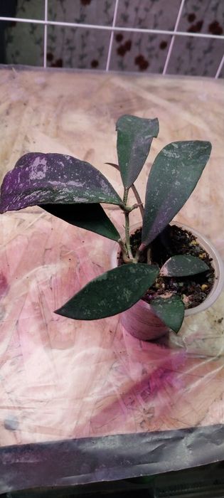 Продам цветы хойя