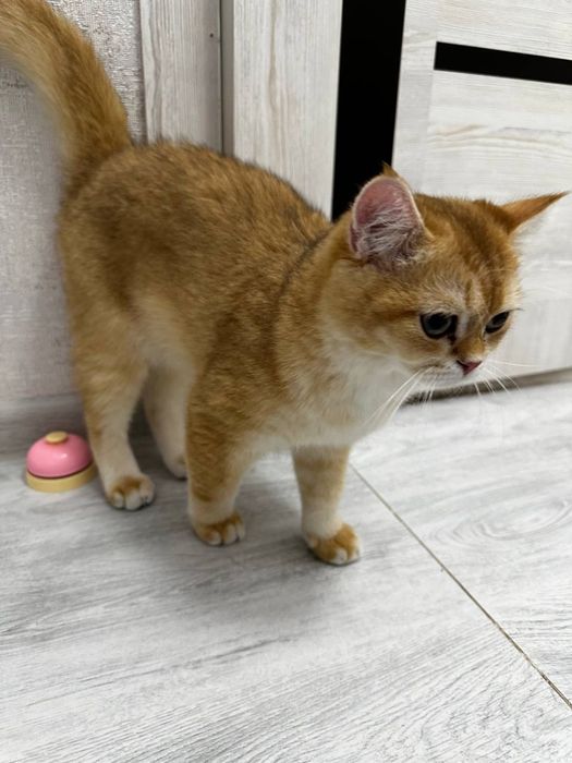 Британская золотая шиншилла, ny11 ny12, 6 месяца мальчик