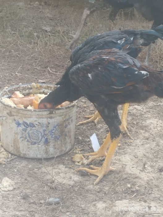 Жўжалар бор 1 та хўроз 3та товуқ..Зоти тоза...