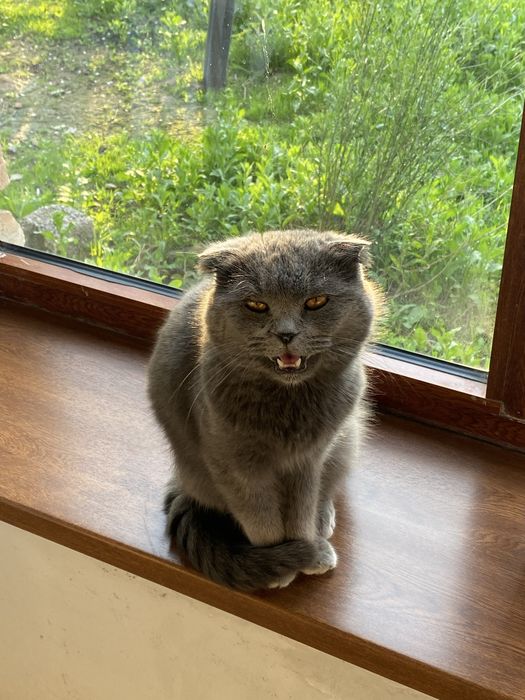 Мушук скотиш фолд эркак