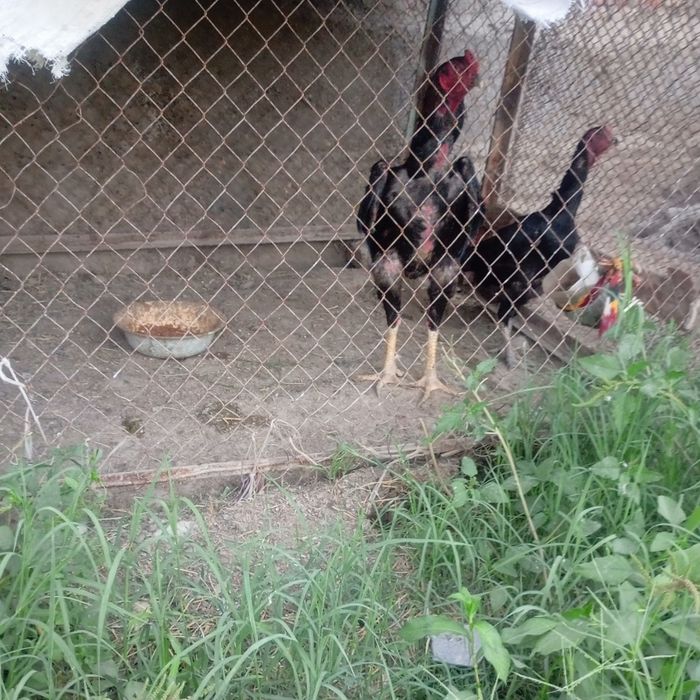 Kulangi xöroz bn tovuq