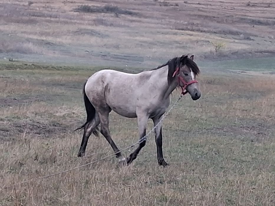 Manzoaca în 2 peri de un an