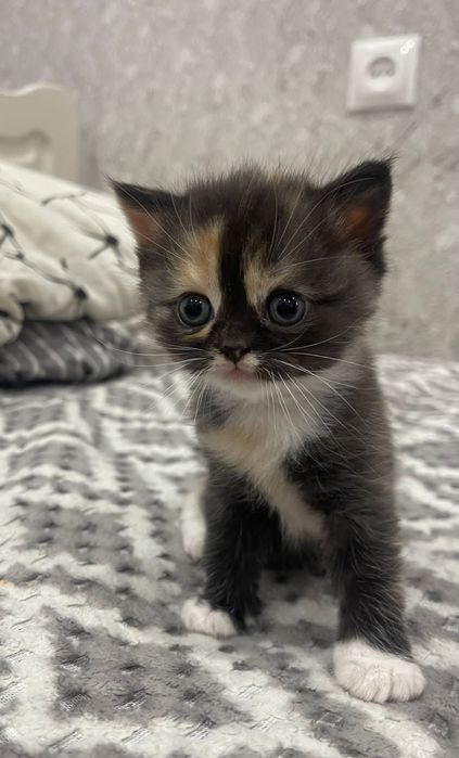 Вязка кот , шотландец Скоттиш-фолд