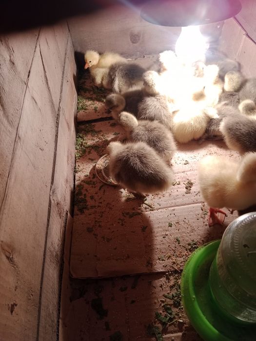 Гусята продам... .