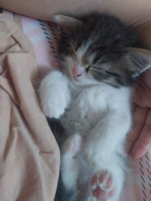 Раздаём котят бесплатно