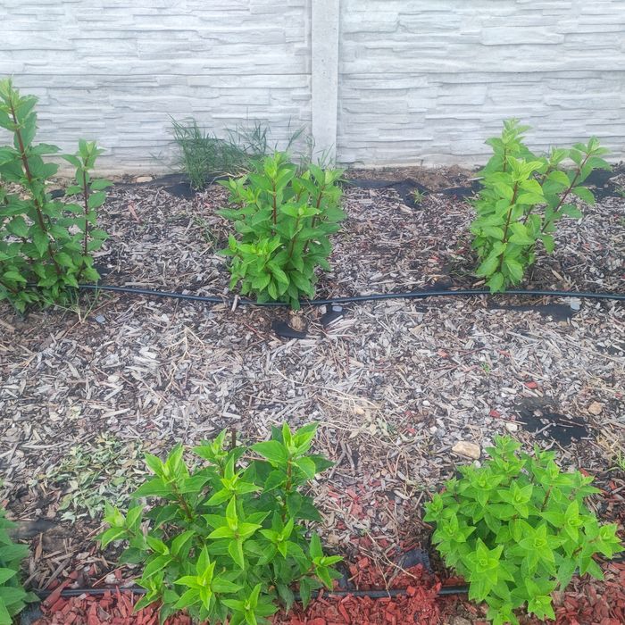 Топ Градинар - Поддръжка на Зелени Площи и Озеленяване!