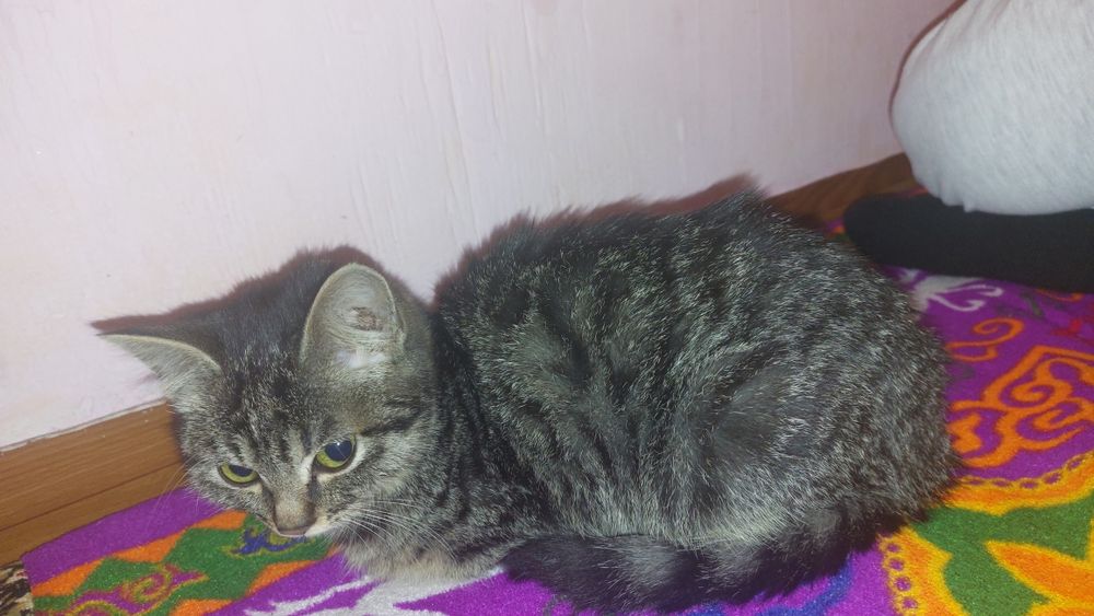 Киінетін бөлмедегі қыздың жасырын камерасы