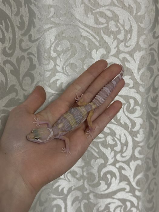 Малыш эублефар