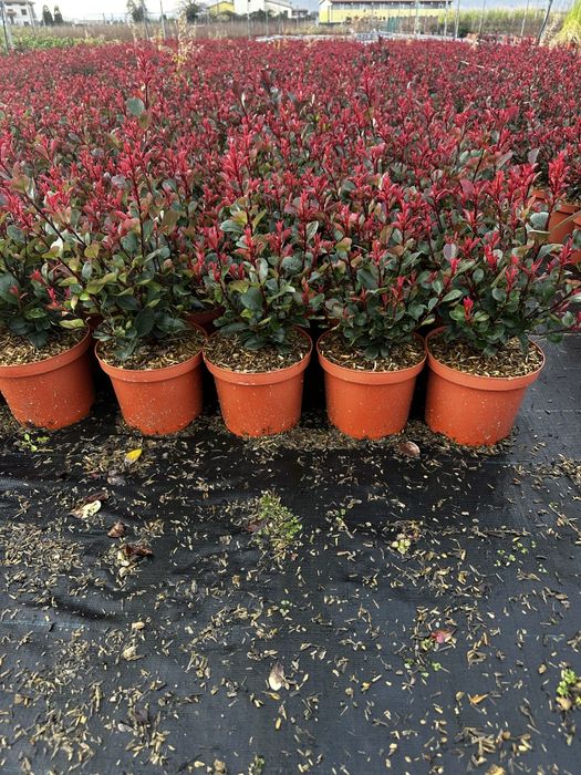 Plante ornamentale la preț de producător, tuia, leylandii, euonymus