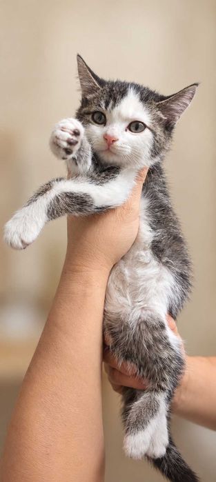 Котенок в добрые руки