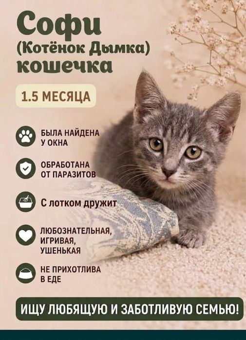 Котята бесплатно