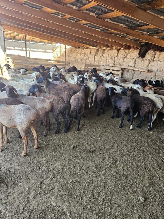 Кой,қой токты  бараны