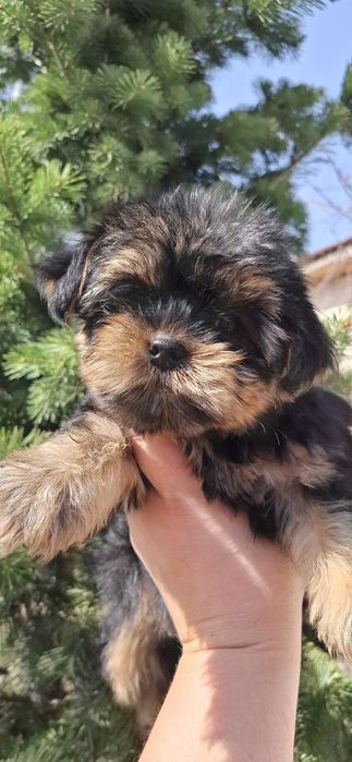 Щенки йоркширского терьера